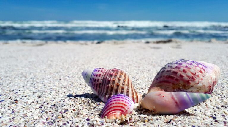 Sea Shells